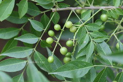 Clausena anisata